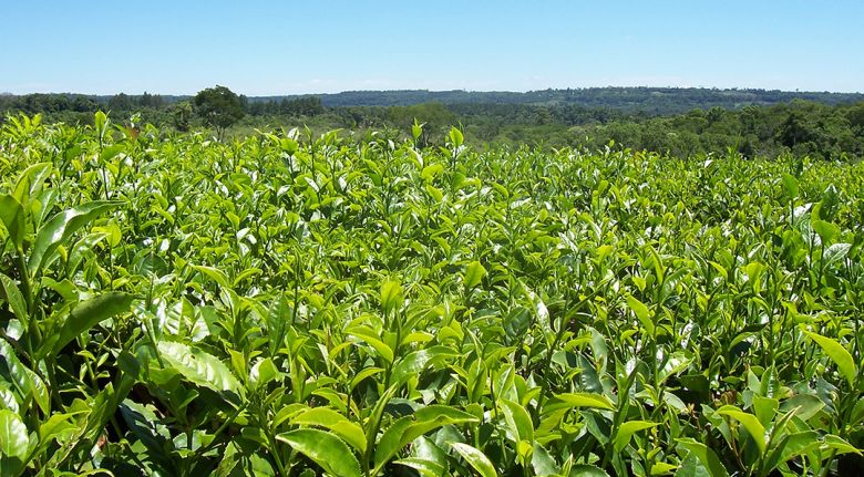 100 años del té argentino: historia que comenzó con ucranianos que huían de la guerra