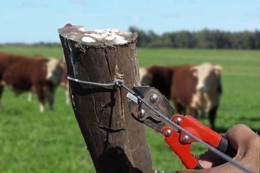 Inseguridad rural: Carnearon una vaca de 500 kilos en Coronel Baigorria