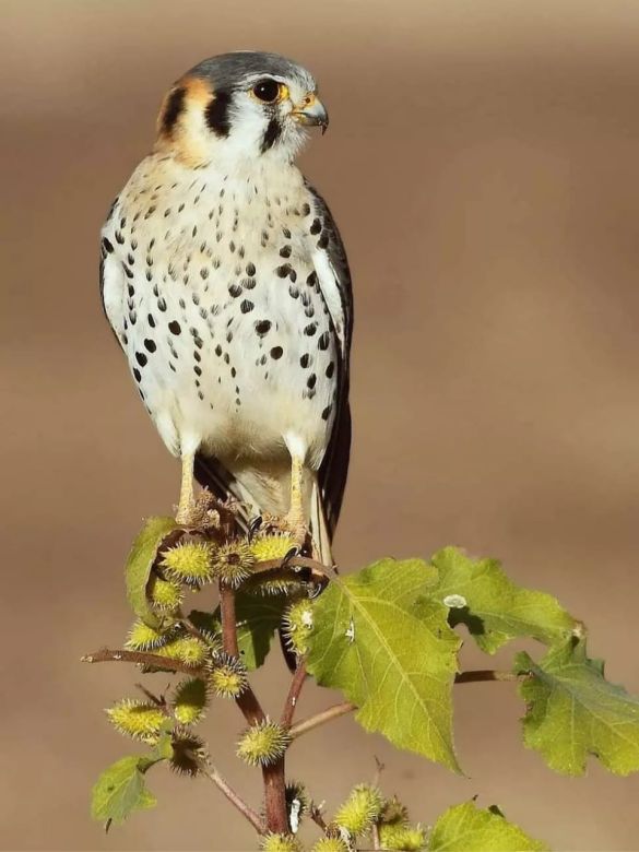 Padre e hijo fotografían la fauna autóctona de Córdoba