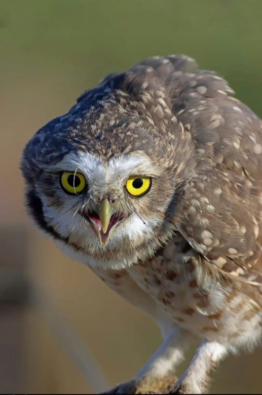 Padre e hijo fotografían la fauna autóctona de Córdoba