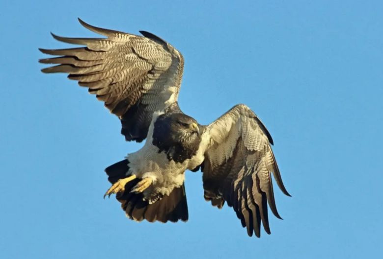 Padre e hijo fotografían la fauna autóctona de Córdoba