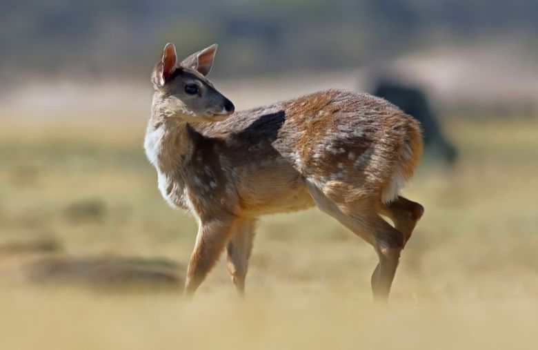 Padre e hijo fotografían la fauna autóctona de Córdoba