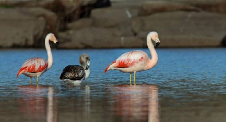 Padre e hijo fotografían la fauna autóctona de Córdoba