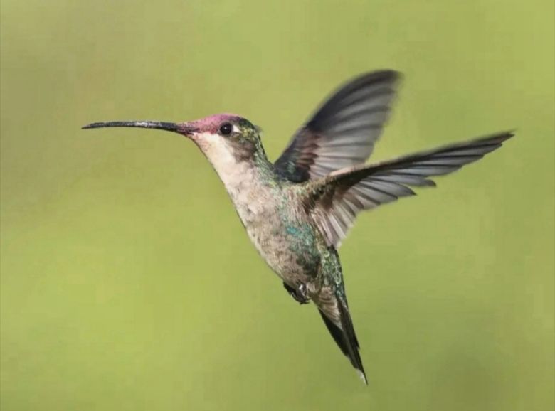 Padre e hijo fotografían la fauna autóctona de Córdoba