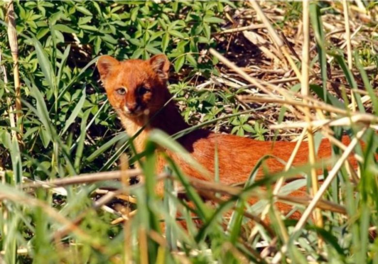 Padre e hijo fotografían la fauna autóctona de Córdoba