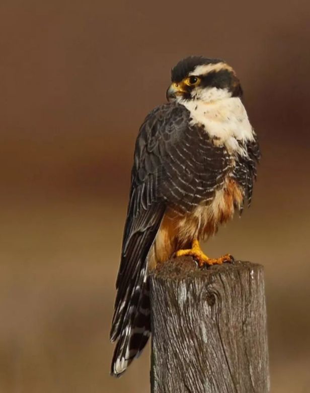 Padre e hijo fotografían la fauna autóctona de Córdoba