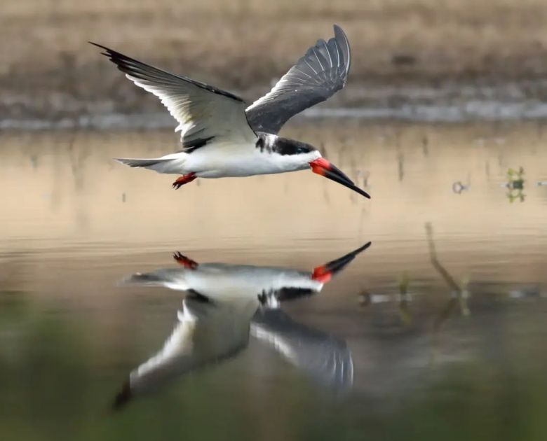 Padre e hijo fotografían la fauna autóctona de Córdoba