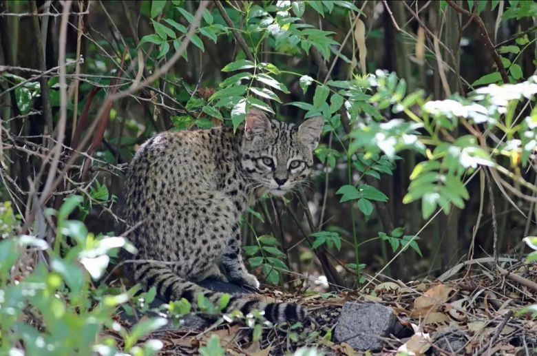 Padre e hijo fotografían la fauna autóctona de Córdoba