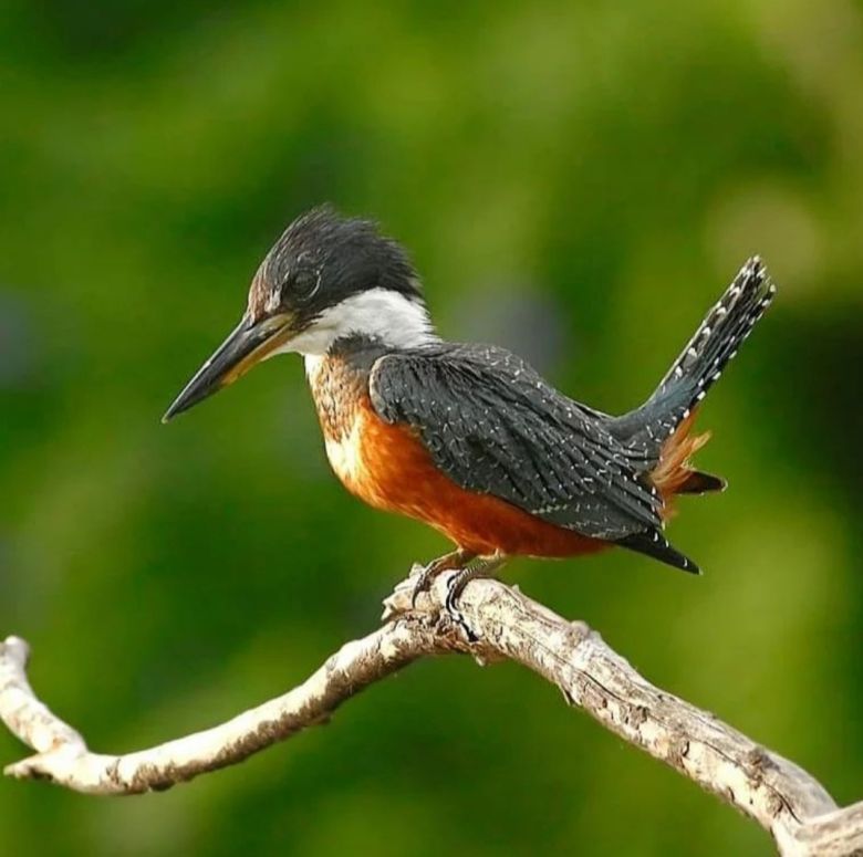 Padre e hijo fotografían la fauna autóctona de Córdoba