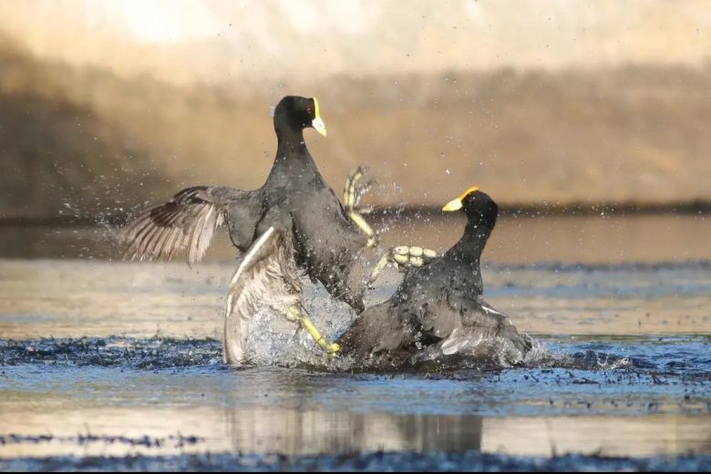 Padre e hijo fotografían la fauna autóctona de Córdoba