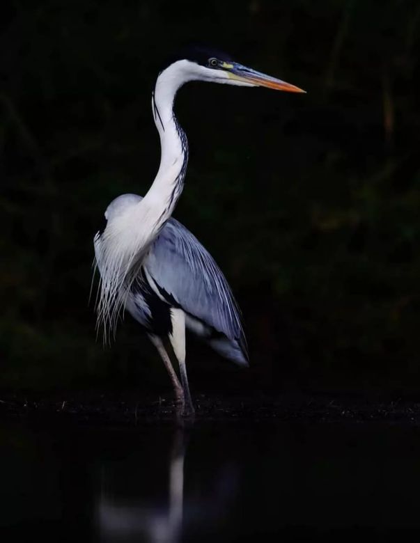 Padre e hijo fotografían la fauna autóctona de Córdoba