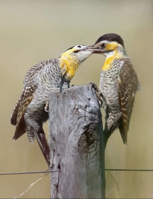 Padre e hijo fotografían la fauna autóctona de Córdoba