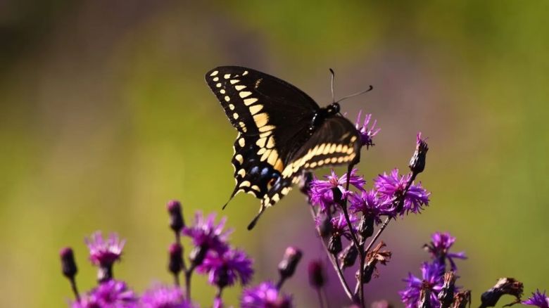 Efecto mariposa