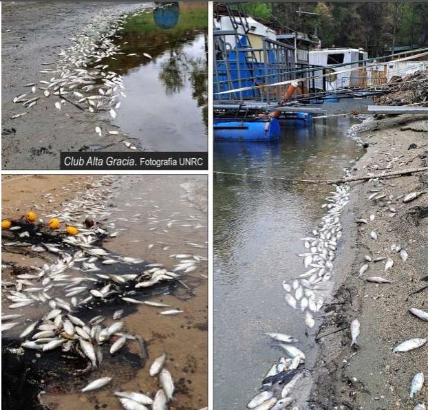 Se determinaron las causas de la mortandad de peces que se produjo en septiembre del 2022 