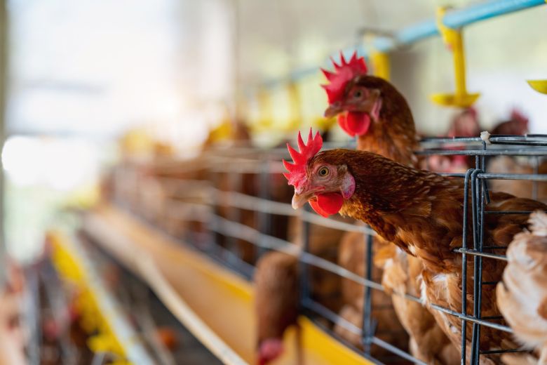 Las aves silvestres están promoviendo la dispersión de la Gripe Aviar