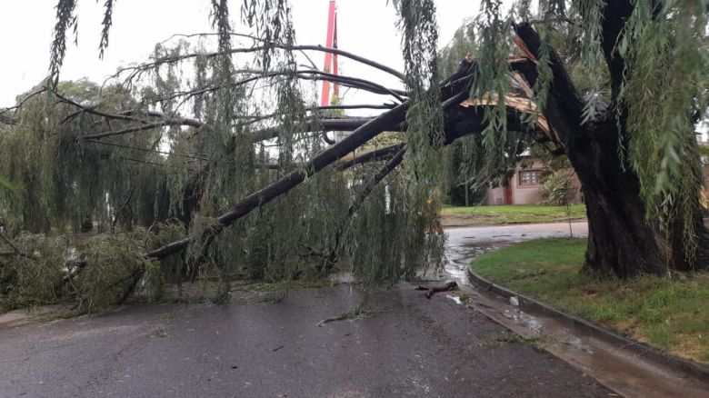 El intenso viento generó algunos inconvenientes con la caída de ramas, árboles y postes