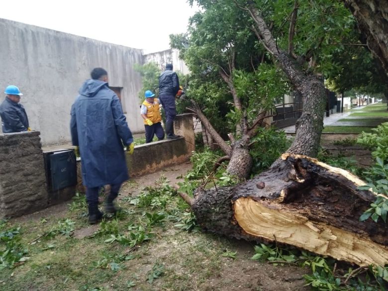 El intenso viento generó algunos inconvenientes con la caída de ramas, árboles y postes