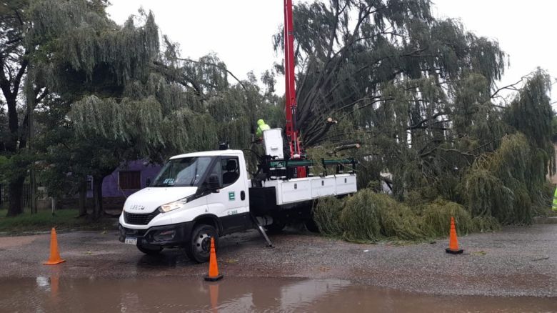 El intenso viento generó algunos inconvenientes con la caída de ramas, árboles y postes