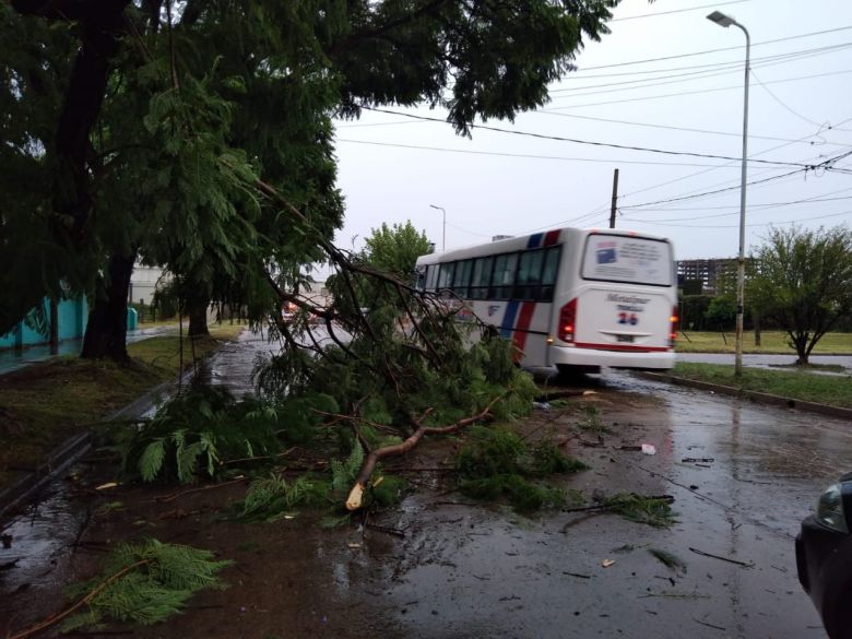 El intenso viento generó algunos inconvenientes con la caída de ramas, árboles y postes