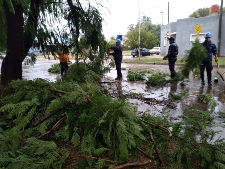 El intenso viento generó algunos inconvenientes con la caída de ramas, árboles y postes