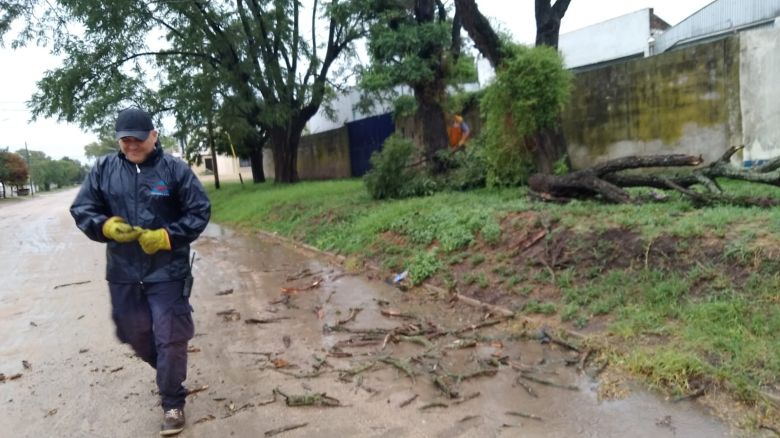 El intenso viento generó algunos inconvenientes con la caída de ramas, árboles y postes