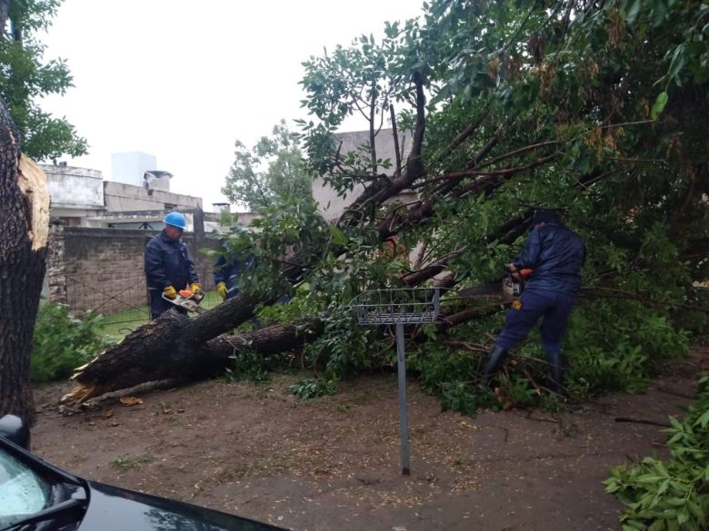 El intenso viento generó algunos inconvenientes con la caída de ramas, árboles y postes