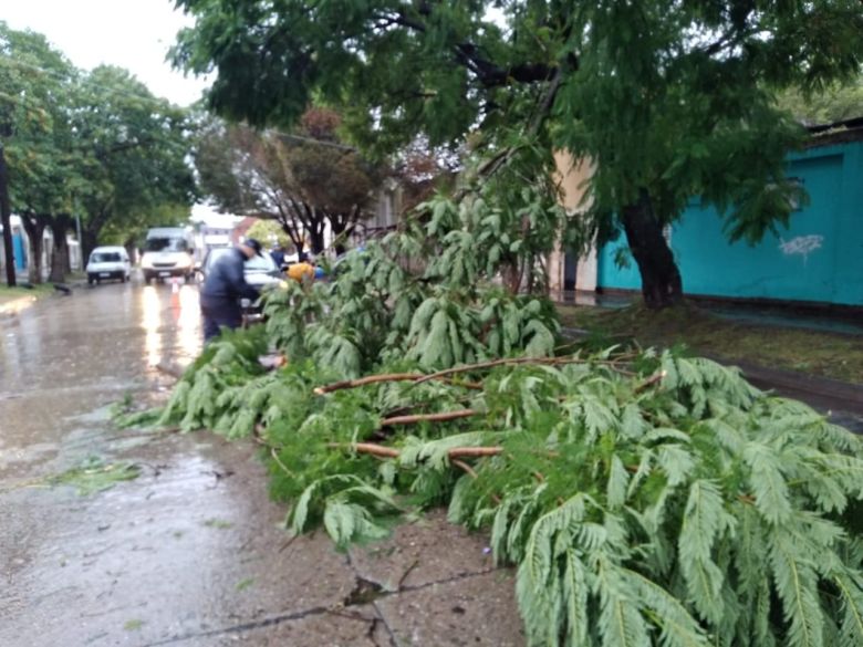 El intenso viento generó algunos inconvenientes con la caída de ramas, árboles y postes