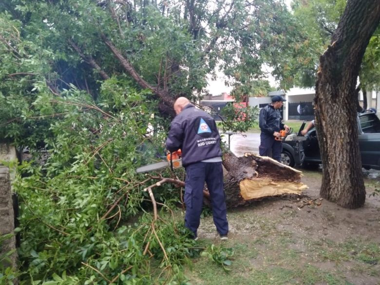 El intenso viento generó algunos inconvenientes con la caída de ramas, árboles y postes