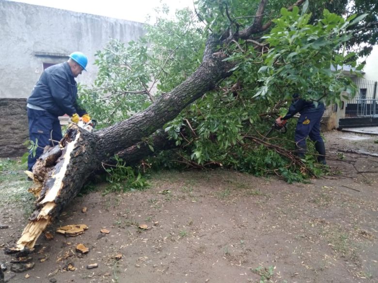 El intenso viento generó algunos inconvenientes con la caída de ramas, árboles y postes