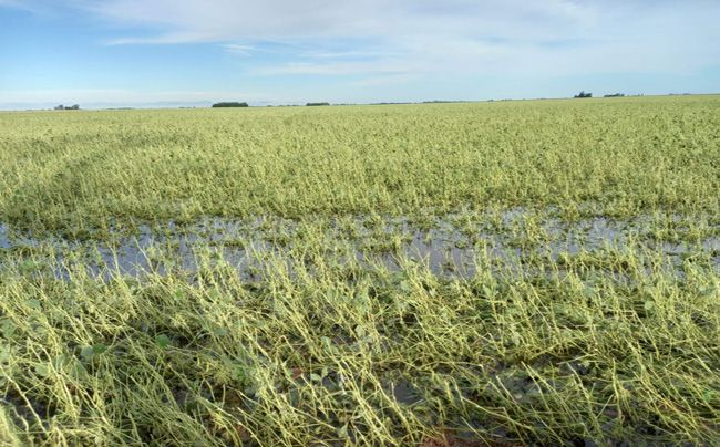 La tormenta también arrasó con sembradíos de soja y maíz