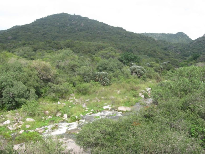 Arte rupestre en Cerro Colorado: se podrá visitar de manera virtual