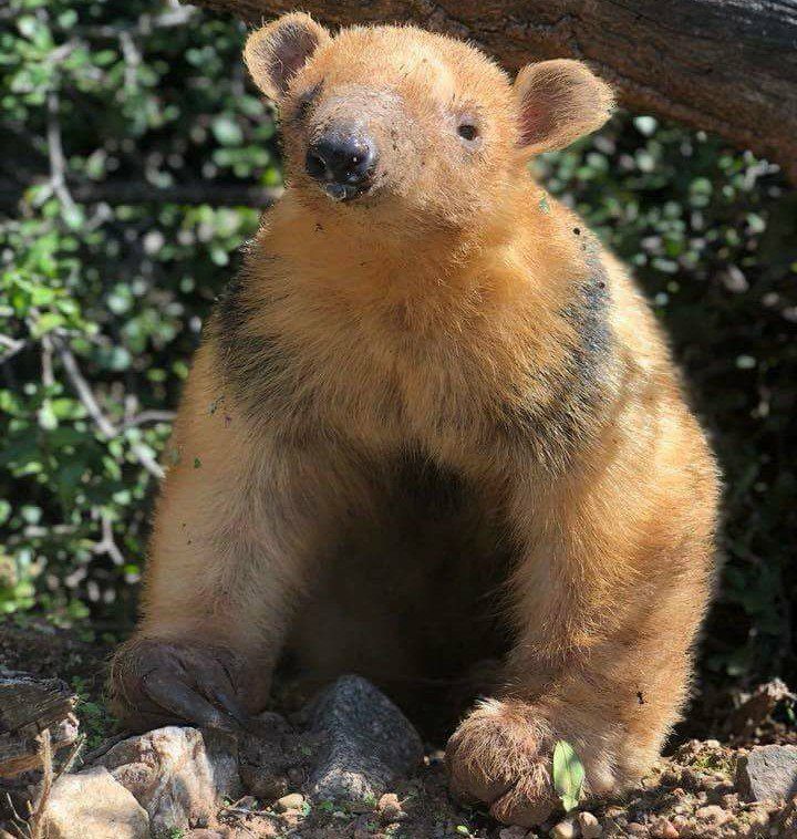 Una osa melera fue rescatada en Cruz del Eje junto a 20 especies silvestres