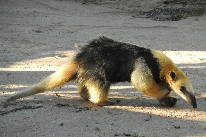 Una osa melera fue rescatada en Cruz del Eje junto a 20 especies silvestres