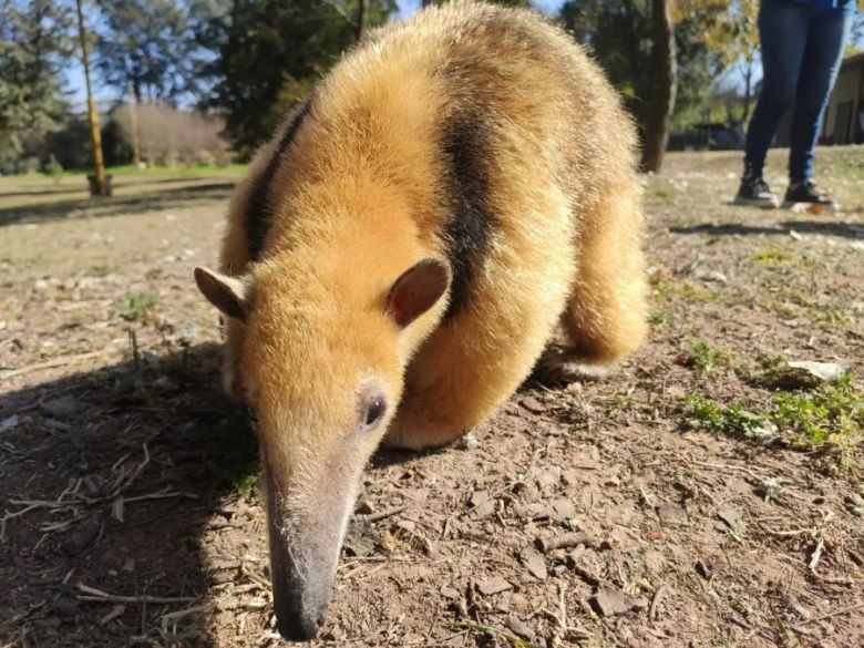 Una osa melera fue rescatada en Cruz del Eje junto a 20 especies silvestres