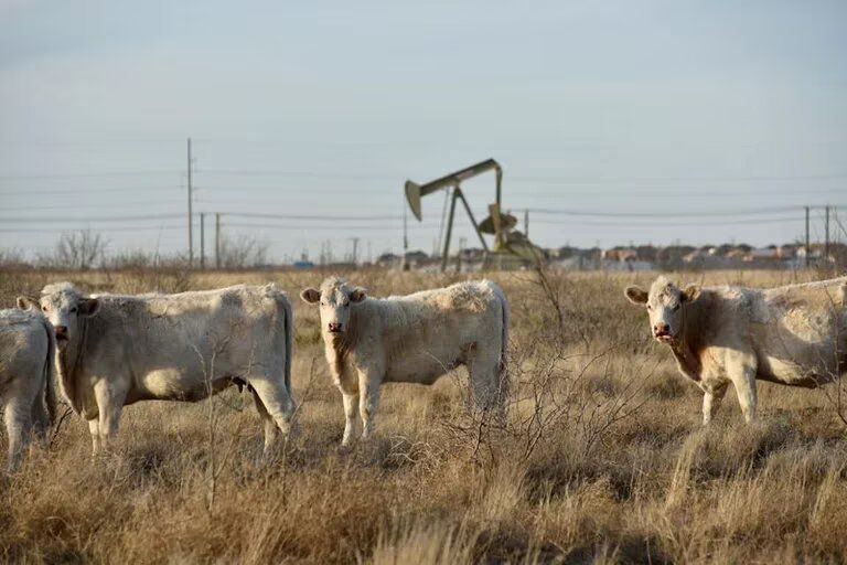 Una explosión en Texas mató a 18.000 vacas, la mayor cifra registrada en un incidente de este tipo