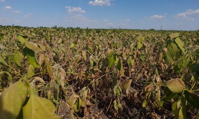 Los empresarios que arrendaron campos perdieron hasta mil dólares por hectárea