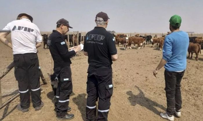 La AFIP incautó 1.700 toneladas de maíz de un feedlot cordobés