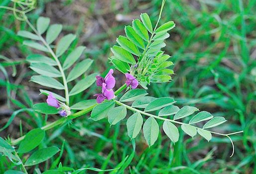 La vicia, un cultivo de servicio y alimentación, con un exponencial crecimiento en los últimos años