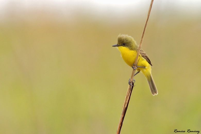 Río Cuarto tiene su Club de Observadores de Aves y es un éxito rotundo