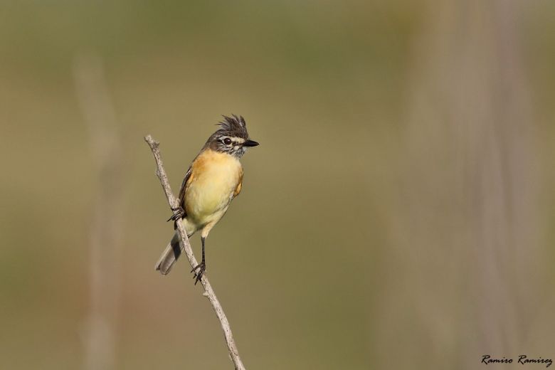 Río Cuarto tiene su Club de Observadores de Aves y es un éxito rotundo