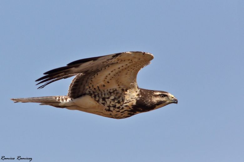 Río Cuarto tiene su Club de Observadores de Aves y es un éxito rotundo