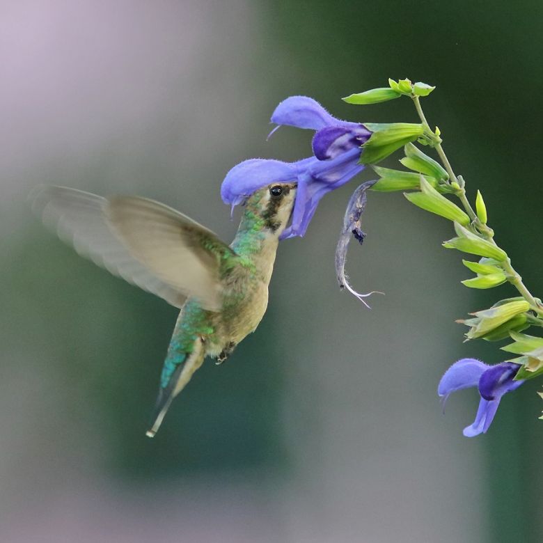 Río Cuarto tiene su Club de Observadores de Aves y es un éxito rotundo