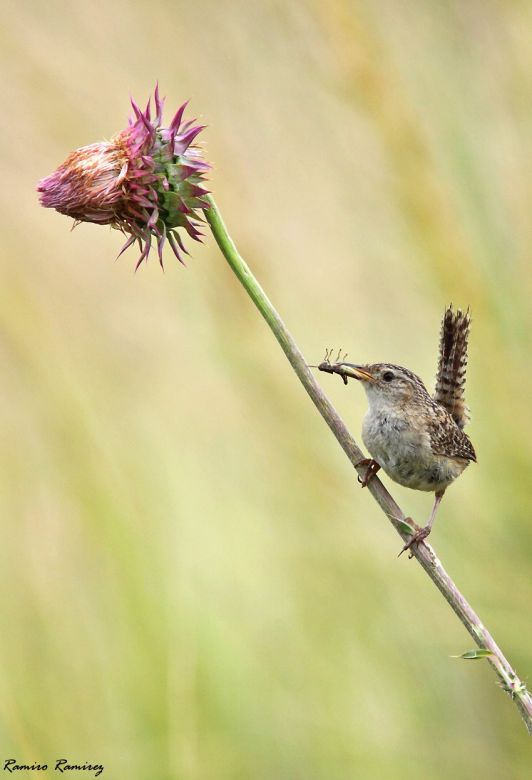 Río Cuarto tiene su Club de Observadores de Aves y es un éxito rotundo