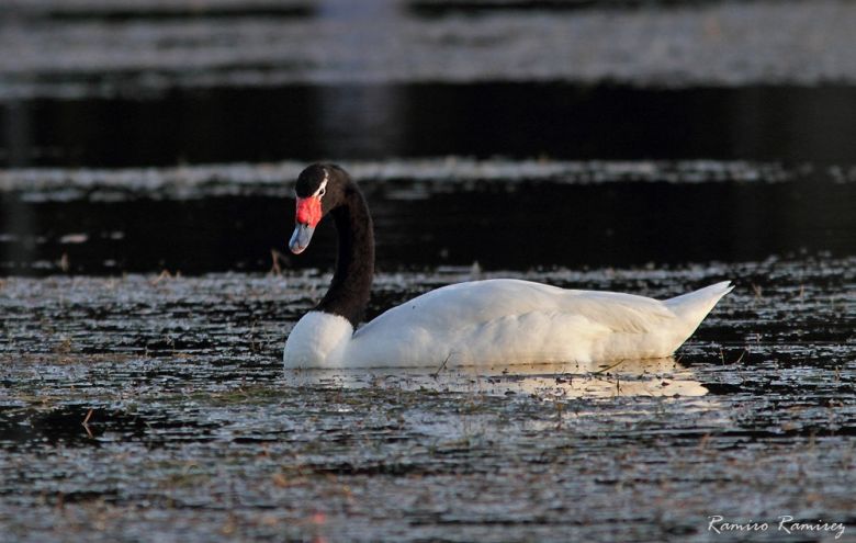 Río Cuarto tiene su Club de Observadores de Aves y es un éxito rotundo