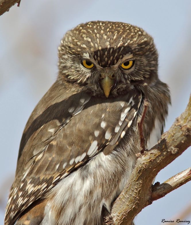 Río Cuarto tiene su Club de Observadores de Aves y es un éxito rotundo