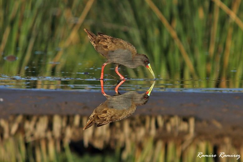 Río Cuarto tiene su Club de Observadores de Aves y es un éxito rotundo