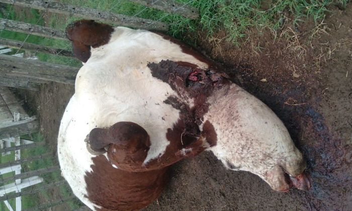 Productor de Coronel Baigorria harto de la faena en su campo