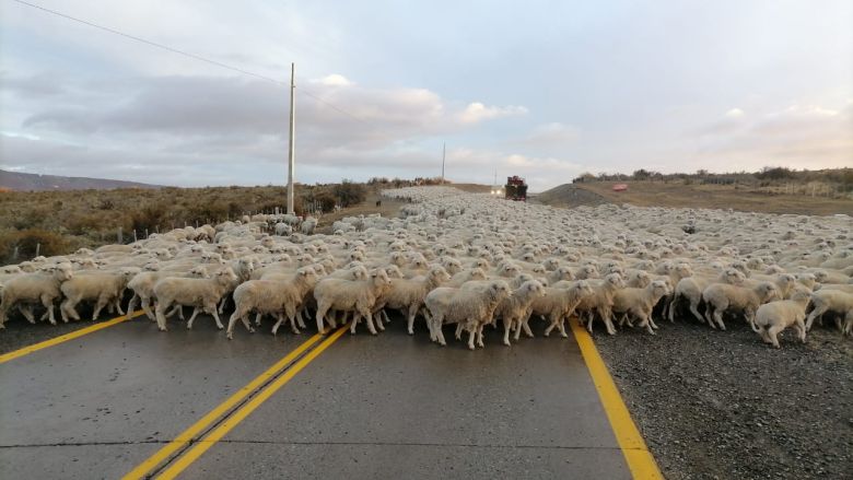 El periodista Alejandro Polizzo, describió la cultura de la Trashumancia en Neuquén