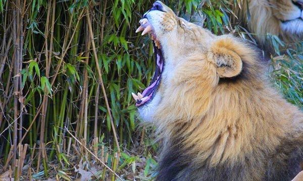 Un león en una casa de la ciudad de Río Cuarto