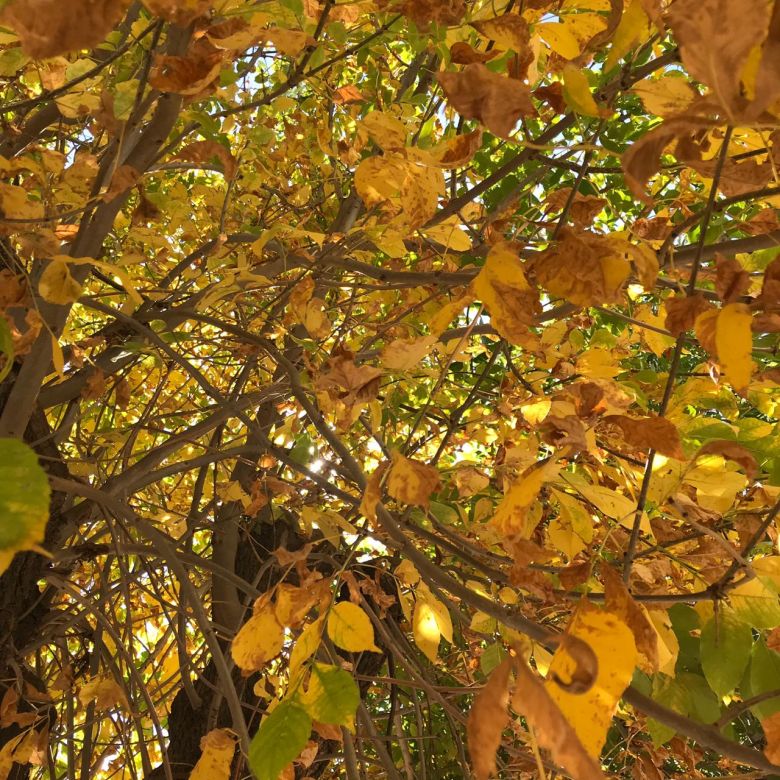 Otoño primaveral hasta el domingo